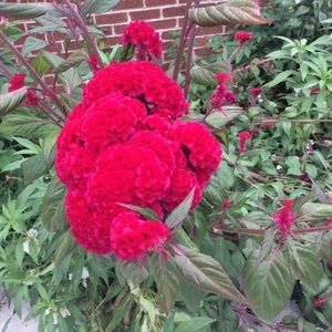 Meet your Posher, Anelle